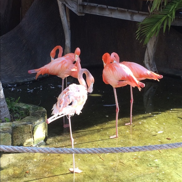 Meet your Posher, Brandy - Picture 1 of 1